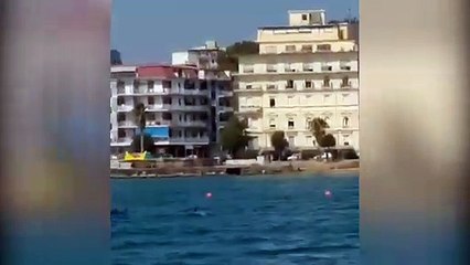 I delfini giocano vicino la riva. Le forze dell'ordine: "Allertare subito la  GC" | Notizie.it
