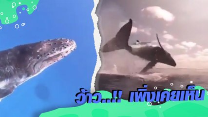 เกิดมาเพิ่งเคยเห็น !! วินาที วาฬเร่งความเร็ว ก่อนเทคตัวกระโดดเหนือน้ำ