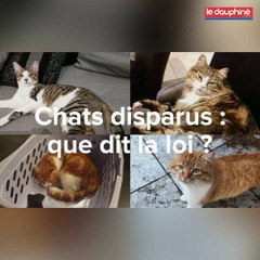 Disparitions de chats : que dit la loi ?