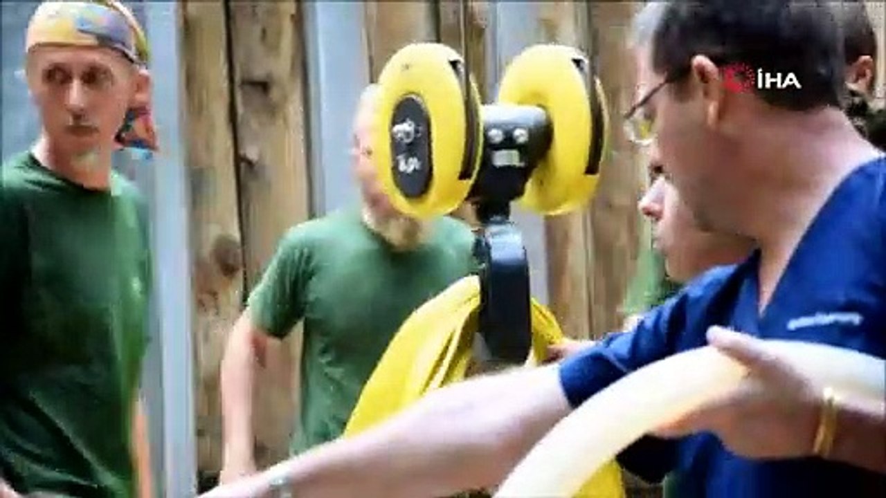 5,5 tonluk fil dişi ameliyatla çekildi: Vinç, elektrikli testere ve matkap da kullanıldı