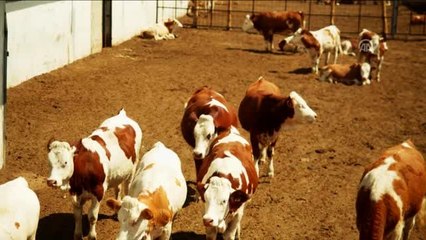 TÜRKİYE'NİN TEKNOLOJİ ÜSLERİ - Hayvanları "çatlamaktan" kurtaran şemsiyenin ünü Türkiye'yi aştı