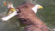 Eagle Latches Onto Fisherman's Catch