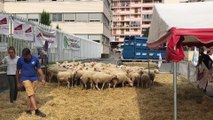 Les agriculteurs murent la préfecture des Hautes-Alpes