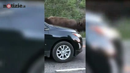 Bufalo carica famiglia in auto: le immagini dello spaventoso incidente | Notizie.it