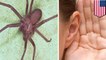 Doctors remove venomous spider from woman's left ear