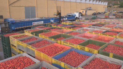 Preparados los 145.000 kilos de tomate para la Tomatina de Buñol
