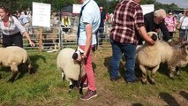 Rare breed sheep judging at Glendale Show