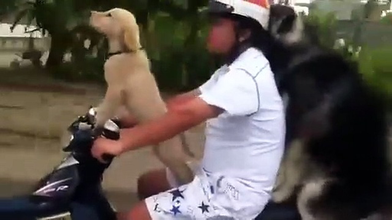 Check out these cool two dogs riding on motorcycles and sidecars