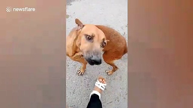 Clever dog fakes broken leg to get attention from passersby