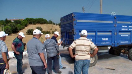 Ezine’de sezonun ilk ay çiçeği alımı - ÇANAKKALE