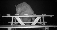 À force de se faire voler par un ours, un apiculteur décide de le filmer pour voir quel miel est le meilleur