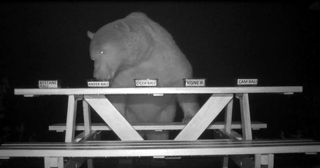 À force de se faire voler par un ours, un apiculteur décide de le filmer pour voir quel miel est le meilleur