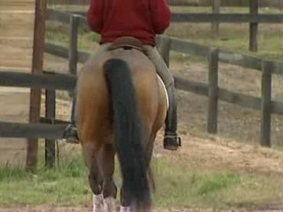 PLR - Patrick LE ROLLAND - Leçon Dressage Cheval 6/6