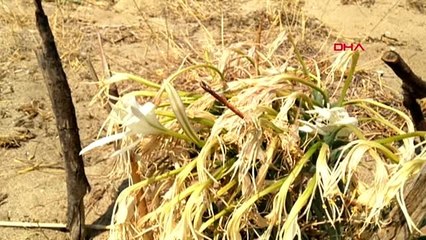 Badavut'taki son zambakları korumaya çalışıyorlar