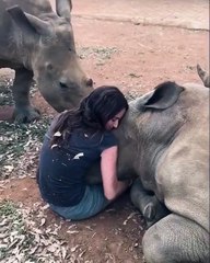 Saviez-vous que les rhinocéros sont en fait des animaux très sociables. Admirez !