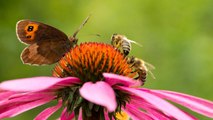 Fall Plants for Bees and Butterflies