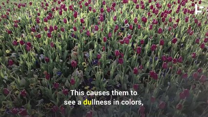 These Glasses Help Color Blind People to See More Colors