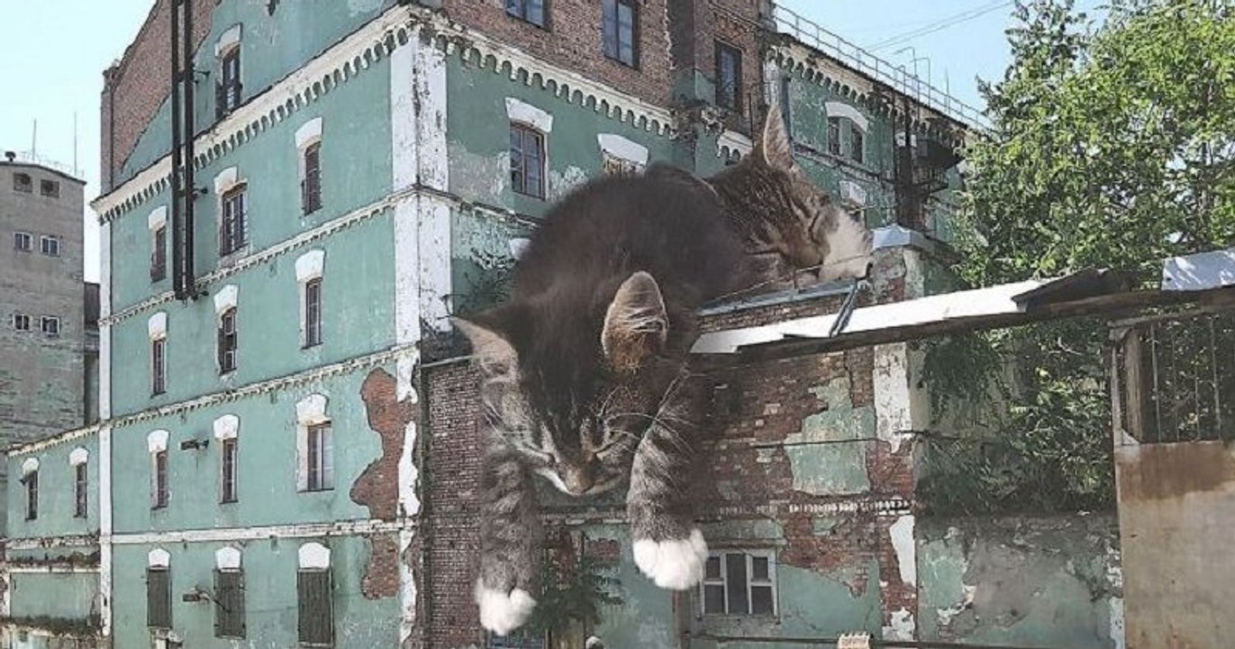 Cet homme crée des images qui montrent comment serait la Terre si les chats étaient beaucoup plus gros !