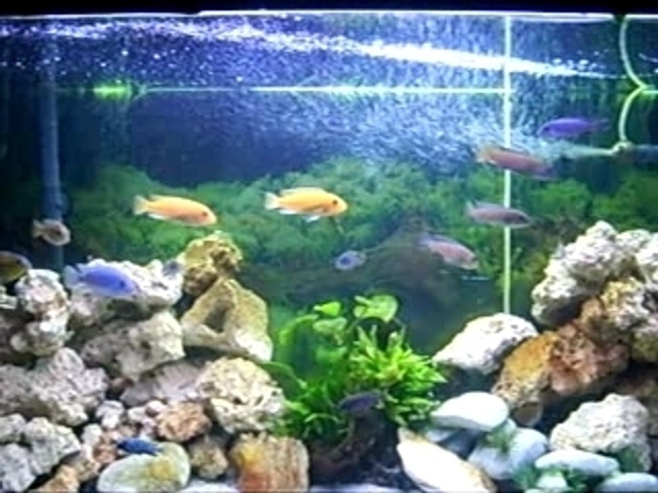 Malawi  video 30