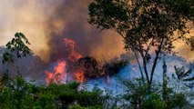 Brazil's Amazon fires could cause disastrous climate change impact