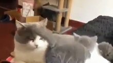 Cette chatte est très drôle avec son petit. Regardez ce qu'elle fait !