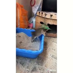 Ce chat a peur des oiseaux. Hilarant !
