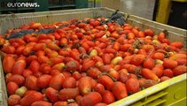 Tudo a postos para mais uma Tomatina