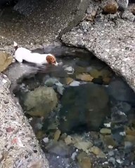 Incroyable ! Ce chien plonge dans un fleuve pour sortir une pierre avec ses dents