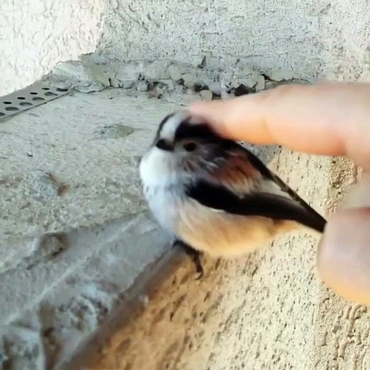 Vous n’aurez jamais aimé quelque chose autant que cet oiseau. Trop cute !