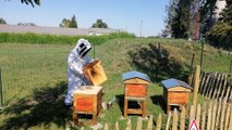 Christophe Guerbette, apiculteur de Seine-Maritime, contrôle les trois ruches