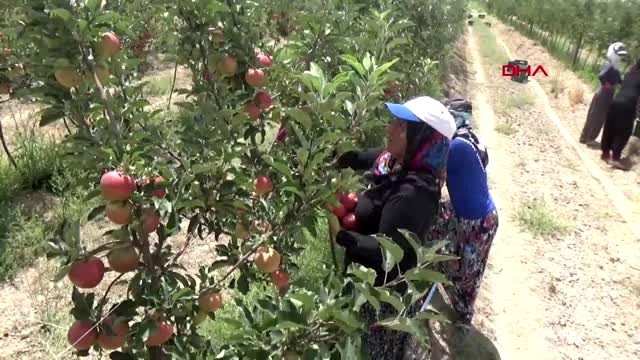 Niğde'de 454 bin ton elma rekoltesi bekleniyor