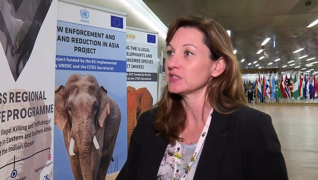 Venda de elefantes africanos para cativeiro restringida