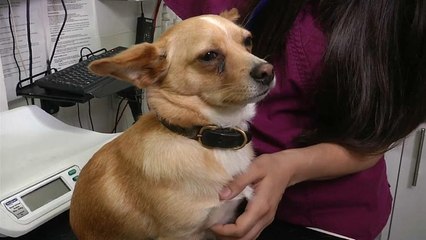 Brexit: se le limitazioni alla circolazione riguardano cani, gatti e furetti