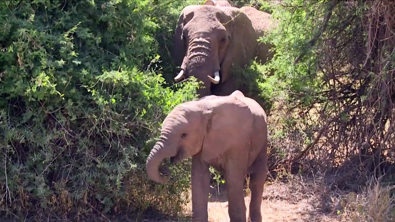 Export wild gefangener Elefanten aus Afrika wird weitgehend verboten