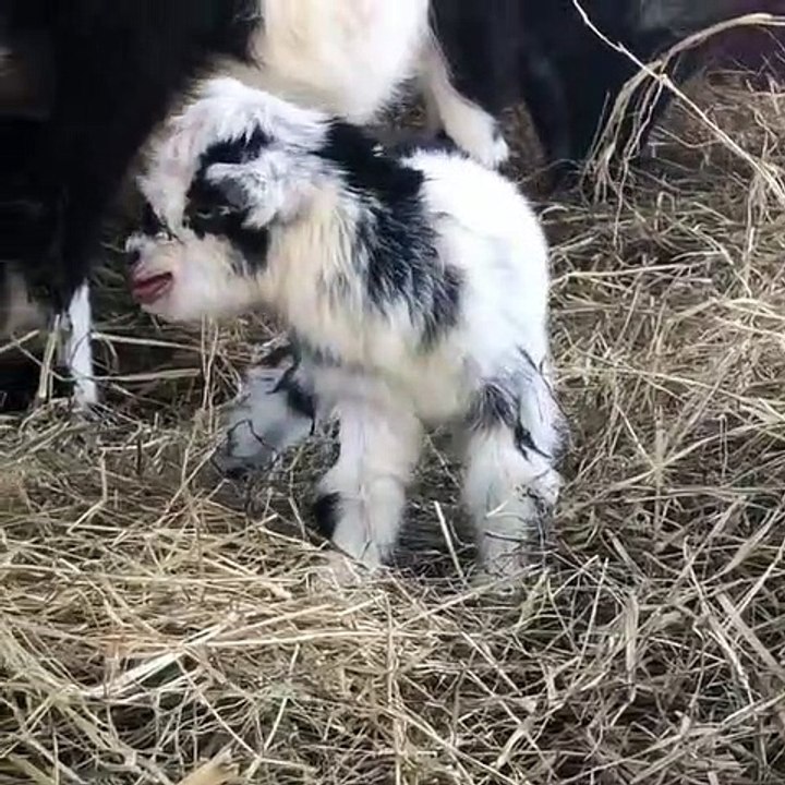 Ce bébé chèvre est un vrai crieur. Trop drôle !