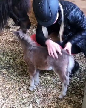 C'est trop mignon ! Regardez cet homme et son poney entrain de se câliner