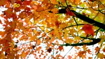 Autumn Adventure! Annual Interactive Map Released Showing The Best Time & Place To View Fall Foliage!