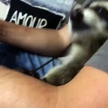 Ce raton laveur adore jouer à la play avec son maître. Trop mimi !