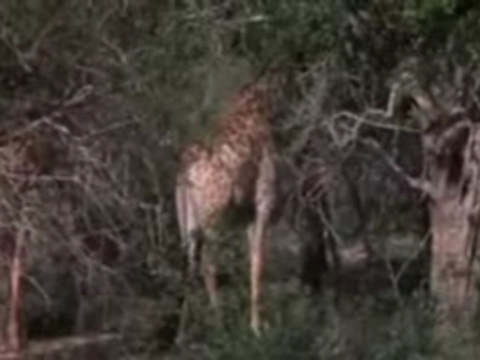 Amarula
