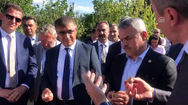 'Mucize bitki' safranda hedef 20 kilogram - KARABÜK