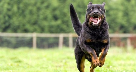Hollanda'da köpek dövüştürenlere ilk kez hapis cezası verildi