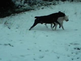 Vidéo dans la neige2