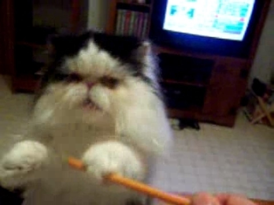 GUCCI THE CAT