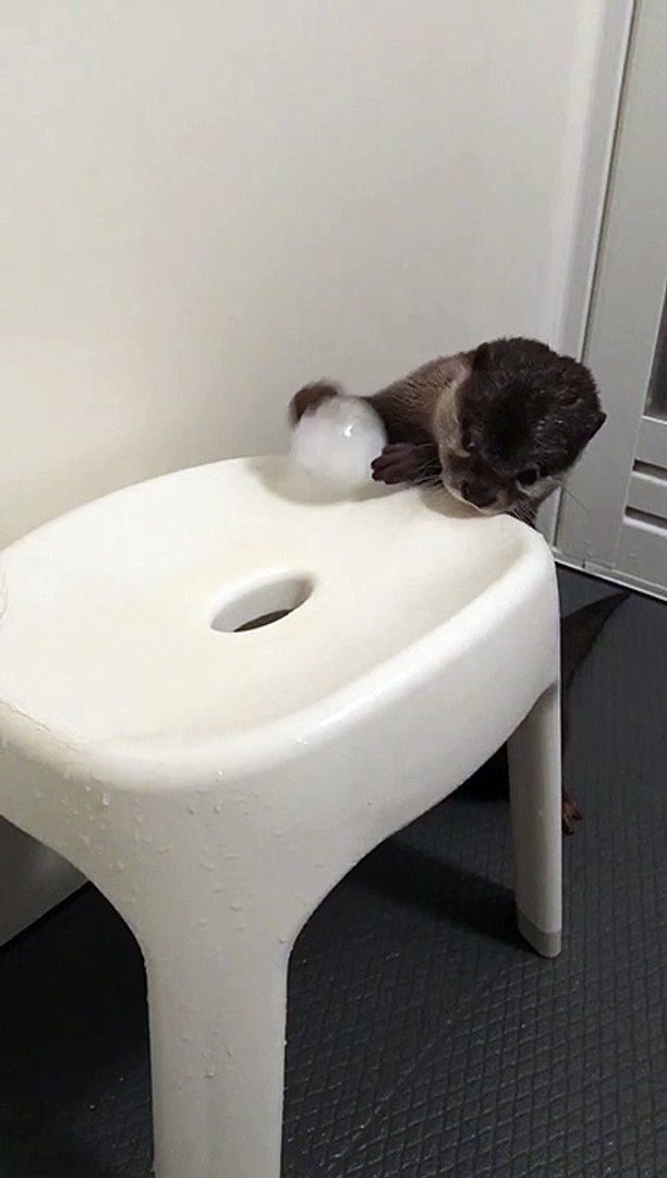 ⁣Otter Having a Ball