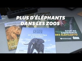 La vente d'éléphants pour la captivité est désormais interdite