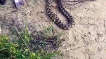 Un serpent trop gourmand essaie de manger un gros poisson chat...