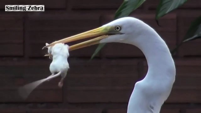 Un héron mange une grosse souris... Affamé l'oiseau