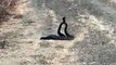 Il croise 2 serpents à sonnette qui dansent au milieu de la route