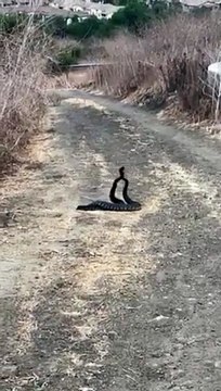 Il croise 2 serpents à sonnette qui dansent au milieu de la route
