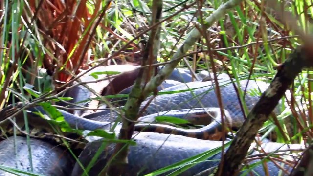Des touristes tombent nez à nez avec 2 Anacondas immenses